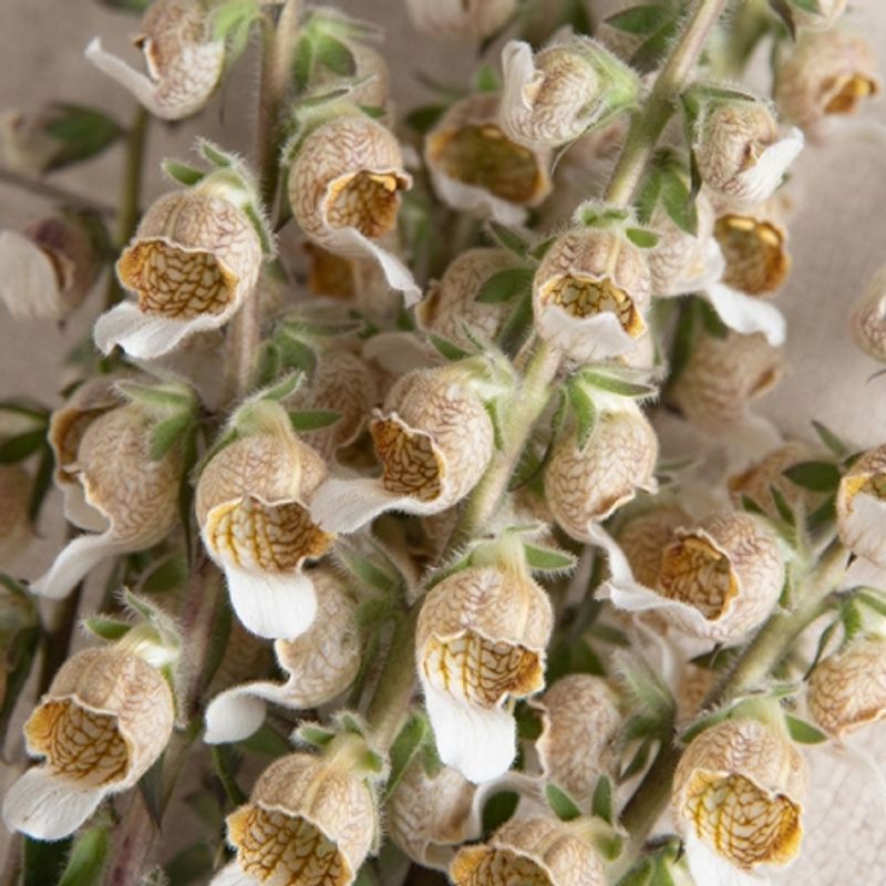 Revebjelle 'Cafe Creme' - Digitalis lanata