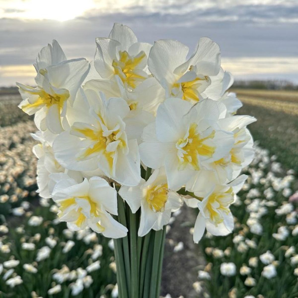 Påskelilje 'Lemon Beauty' - 10 stk