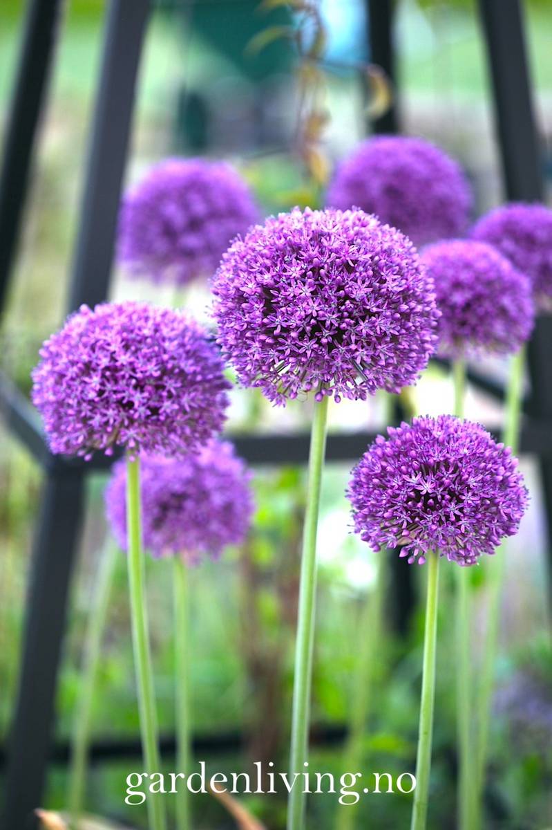 Kjempeløk 'Ambassador' - Allium giganteum - 1 stk