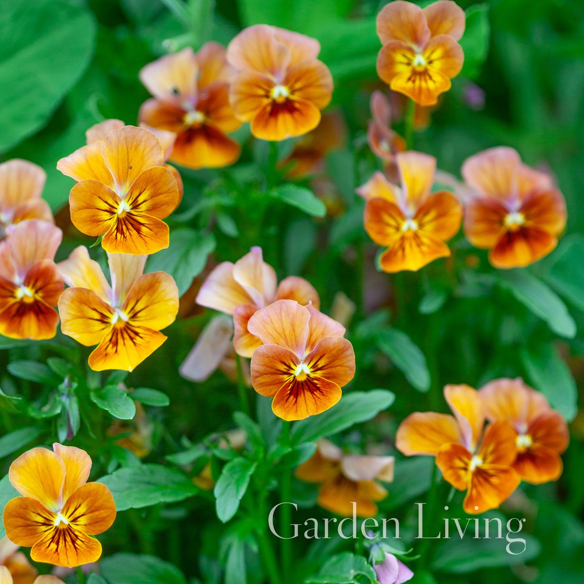 Stemorsblomst 'Corina Terracotta' F1