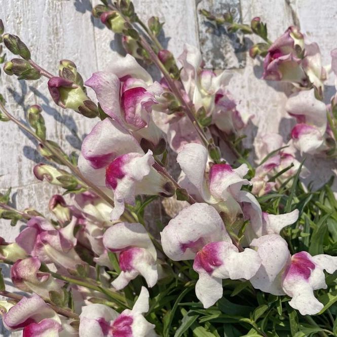 Hovedbilde Løvemunn 'Lucky Lips - Antirrhinum majus