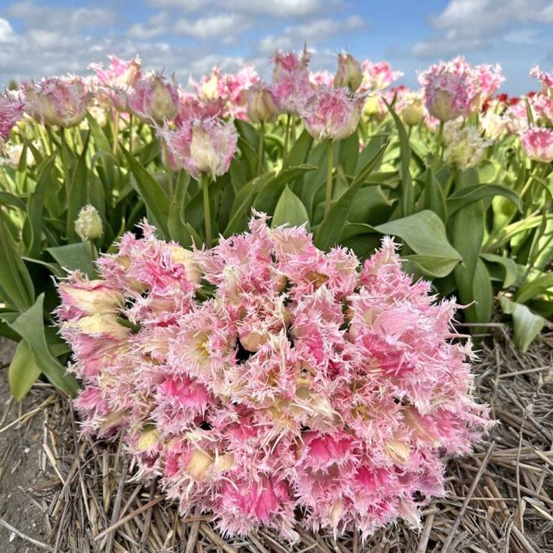 Tulipan 'Drakensteyn', frynsetulipan - 10 stk