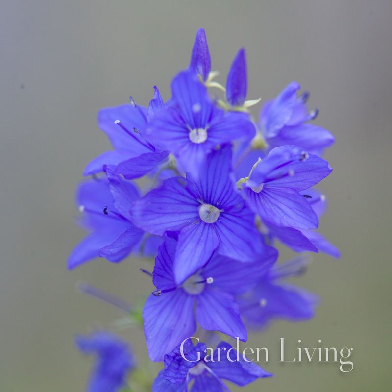Firtannveronika 'Knallblau' - Veronica austriaca