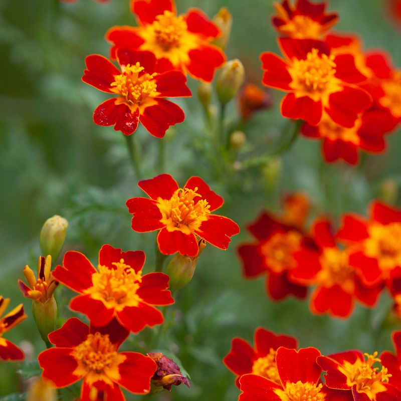 Fløyelsblomst 'Burning Embers' - Tagetes patula