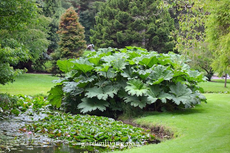 Gunnera manicata