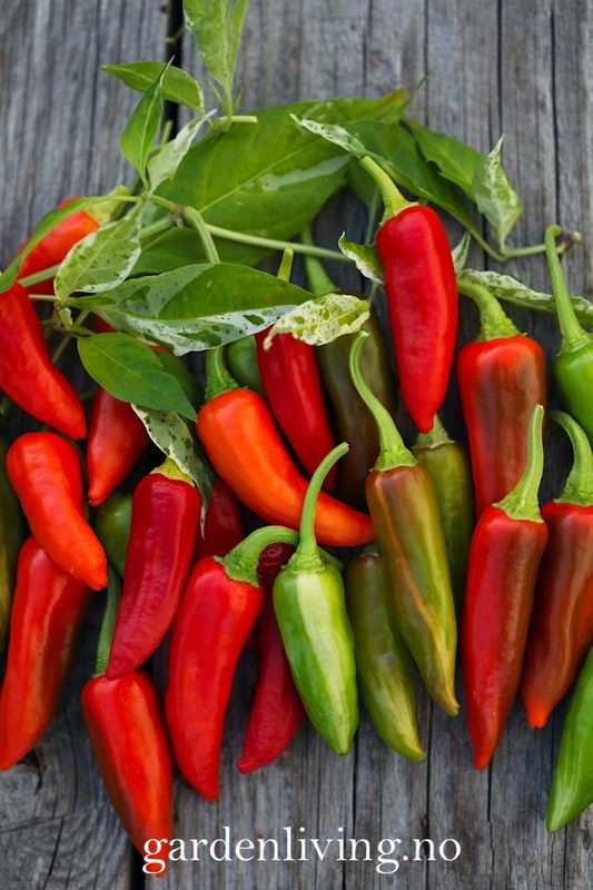Chilipepper 'Fish Pepper' - Capsicum annuum 