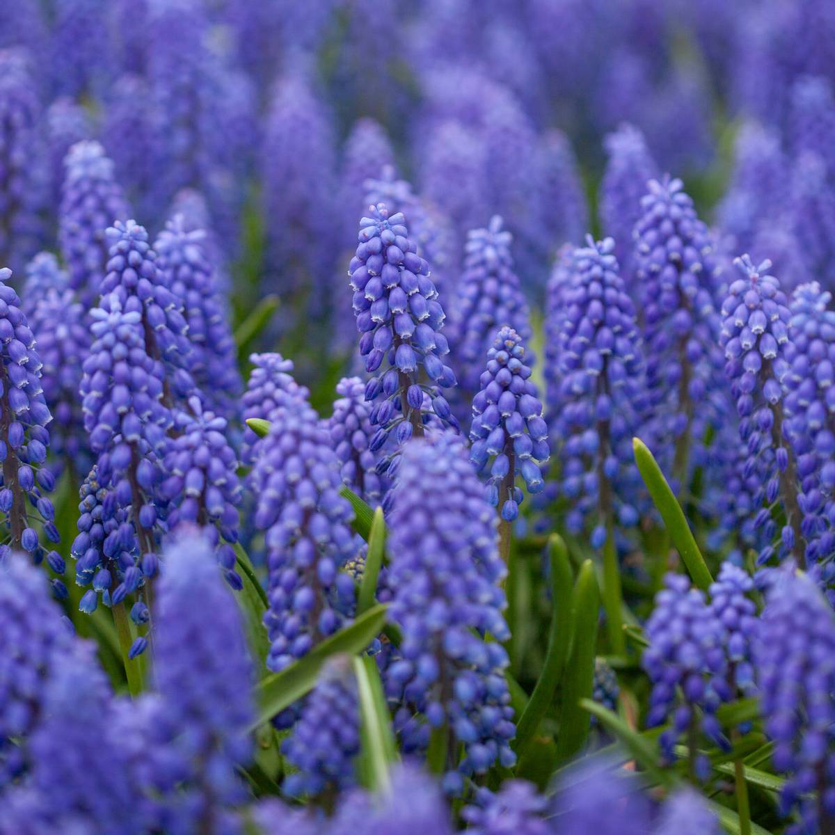 Armeniaperleblomst - Muscari armeniacum - 20 stk