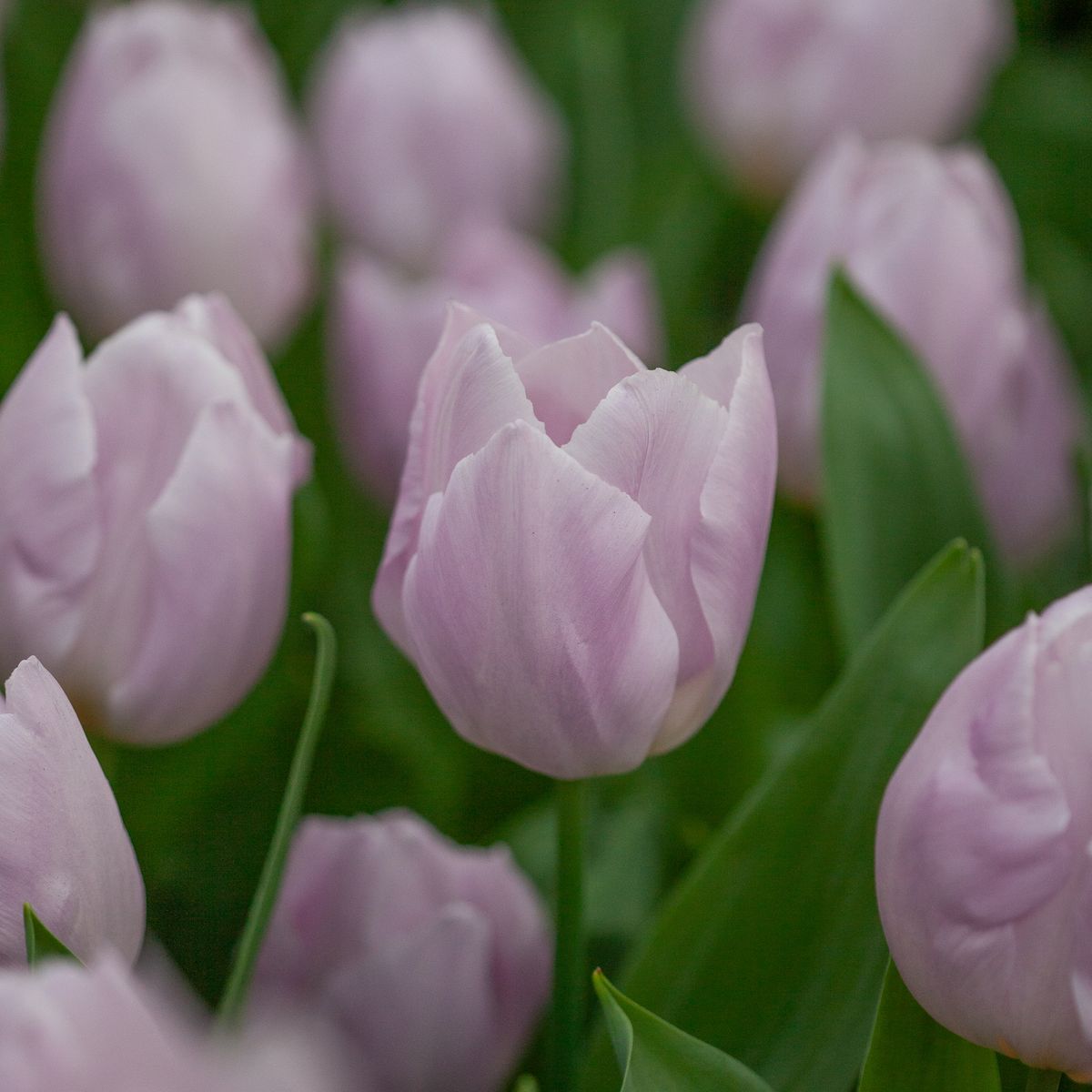 Tulipan 'Candy Prince', Tidlig enkel - 7 stk