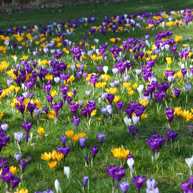 Hovedbilde Krokus - storblomstret blanding - 10 stk
