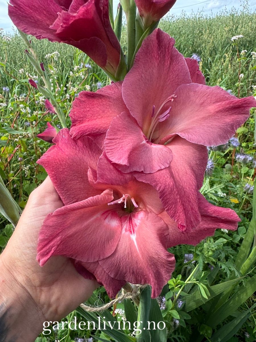 Gladiol 'Indian Summer' - Gladiolus, 10 stk.
