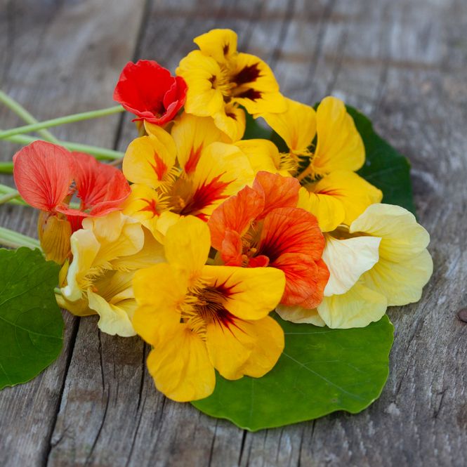 Hovedbilde Blomkarse 'Caribbean Cocktail' - Tropaeolum majus