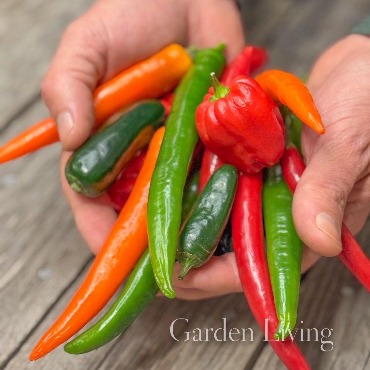 Chilipepper 'Caribbean Blend' - Capsicum annuum