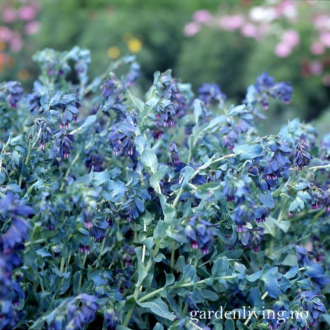 Hovedbilde Storvoksurt ’Purpurascens Kiwi Blue’ - Cerinthe ...
