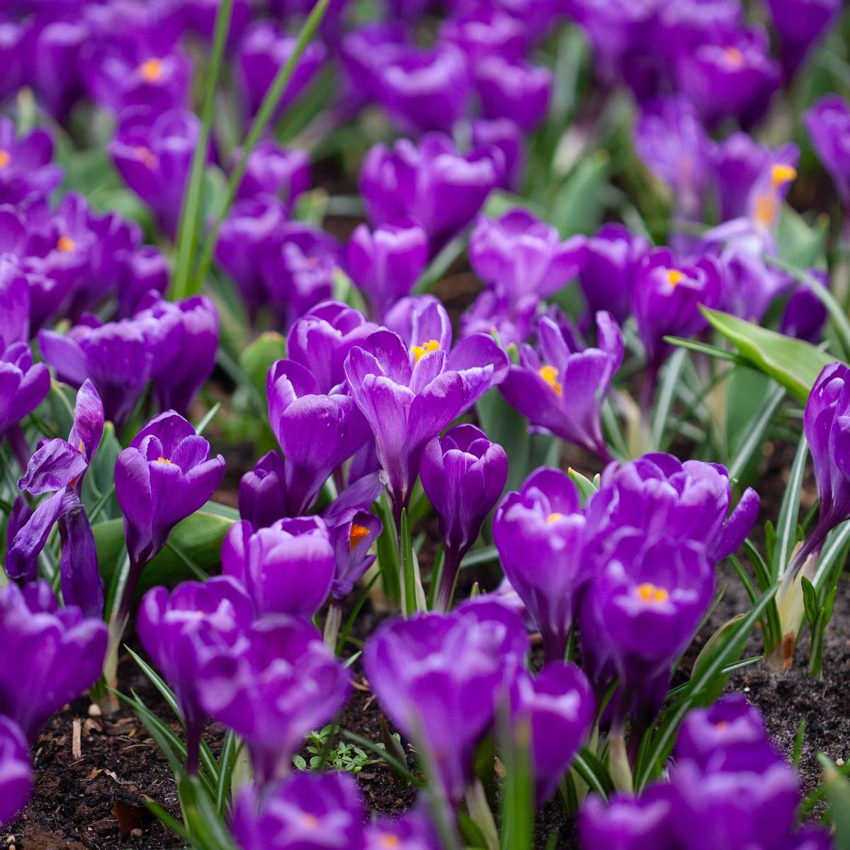 Storblomstret krokus 'Flower Record' - Crocus - 10 stk