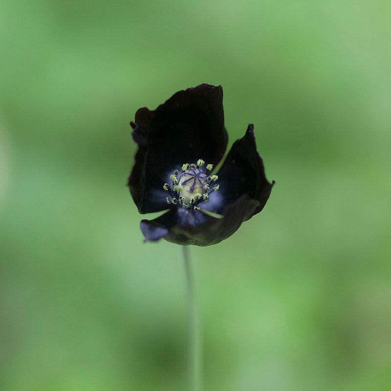 Valmue 'Black Magic' - Papaver macrostomum