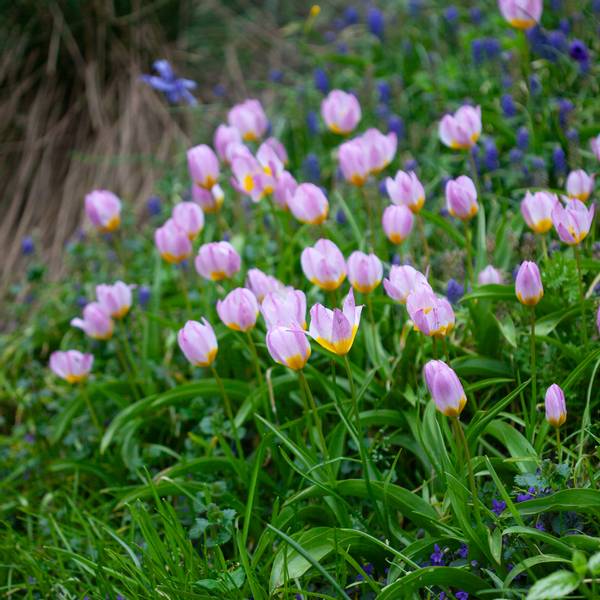 Hovedbilde Tulipa saxatilis subsp. bakeri 'Lilac Wonder' - 10 stk