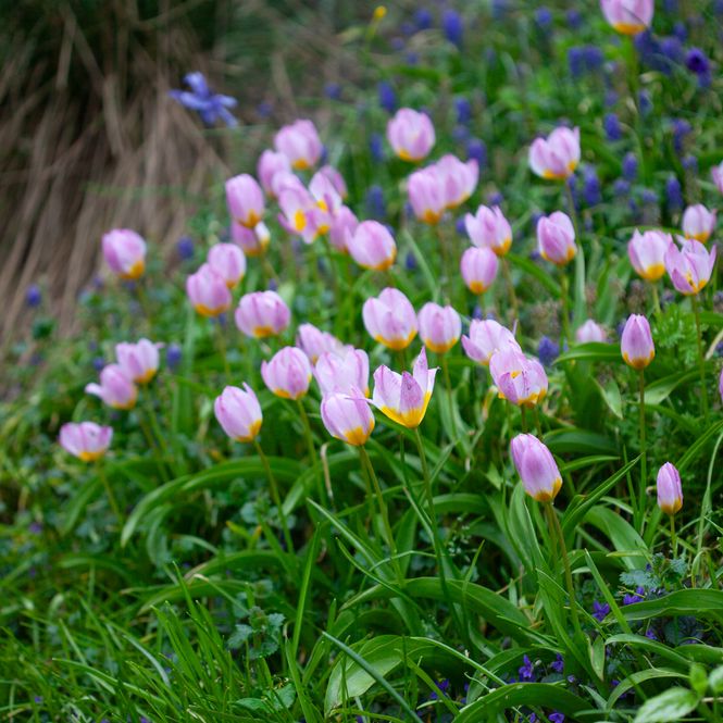 Hovedbilde Tulipa saxatilis subsp. bakeri 'Lilac Wonder' - 15 stk