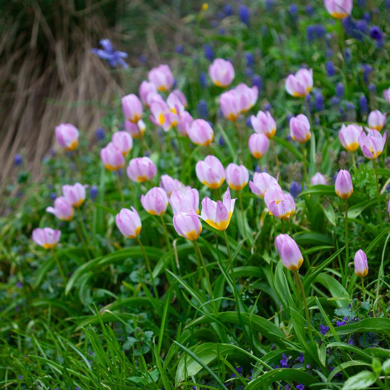 Tulipa saxatilis subsp. bakeri 'Lilac Wonder' - 15 stk
