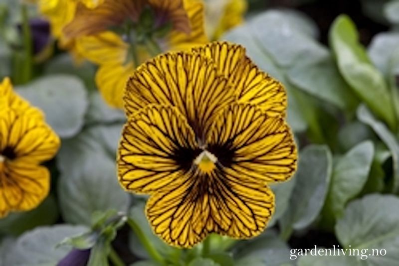 Stemorsblomst 'Tiger Eye Yellow', småbl.  - Viola x williamsii