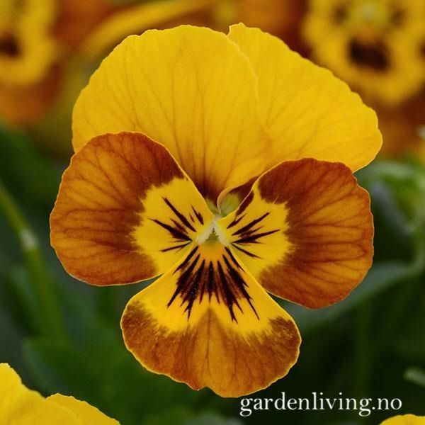 Hovedbilde Stemorsblomst 'Sorbet Honeybee', småbl.  - Viola x ...