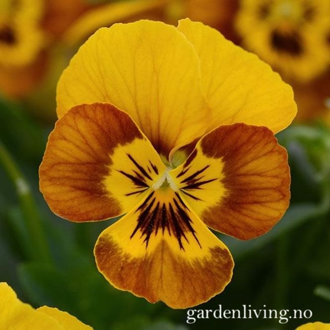 Hovedbilde Stemorsblomst 'Sorbet Honeybee', småbl.  - Viola x ...