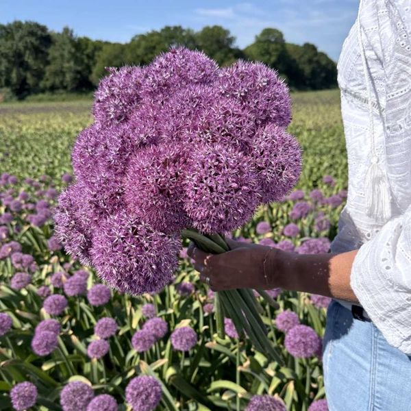 Hovedbilde Prydløk 'Party Balloons' - Allium  - 3 stk
