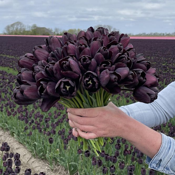 Hovedbilde Tulipan 'Paul Scherer', triumph - 10 stk