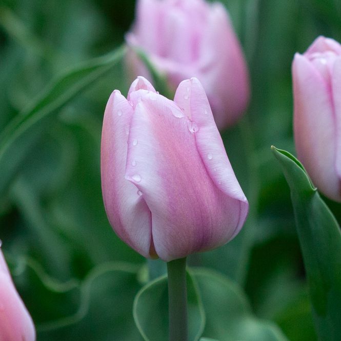Hovedbilde Tulipan 'Synaeda Amor', triumphtulipan - 10 stk