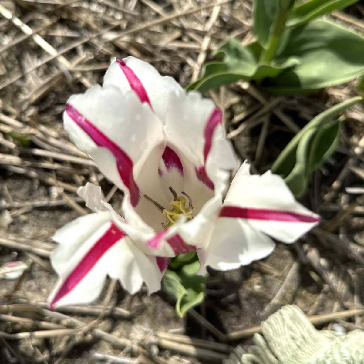 Tulipan 'Alise' - 10 stk