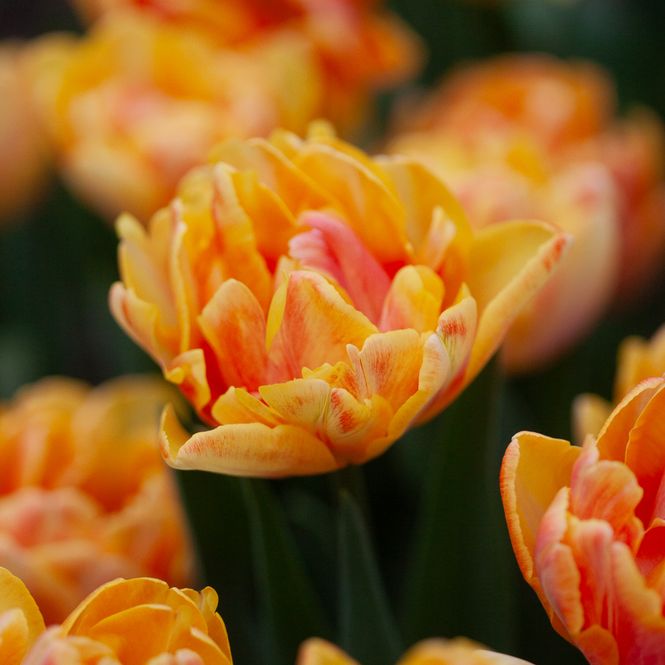 Hovedbilde Tulipan 'Foxy Foxtrot’, sen dobbel - 8 stk