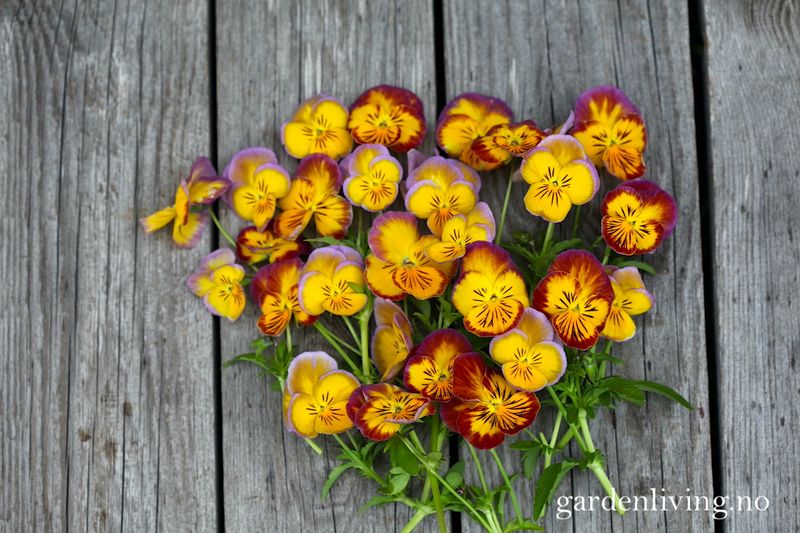 Stemorsblomst 'Ultima Radiance Mixed' - Viola x wittrockiana