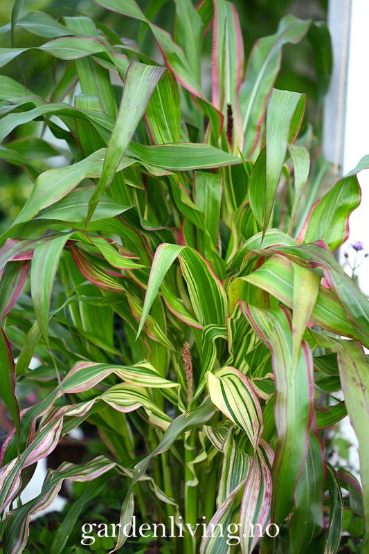 Prydmais 'Japonica Variegata' - Zea mays var. japonica