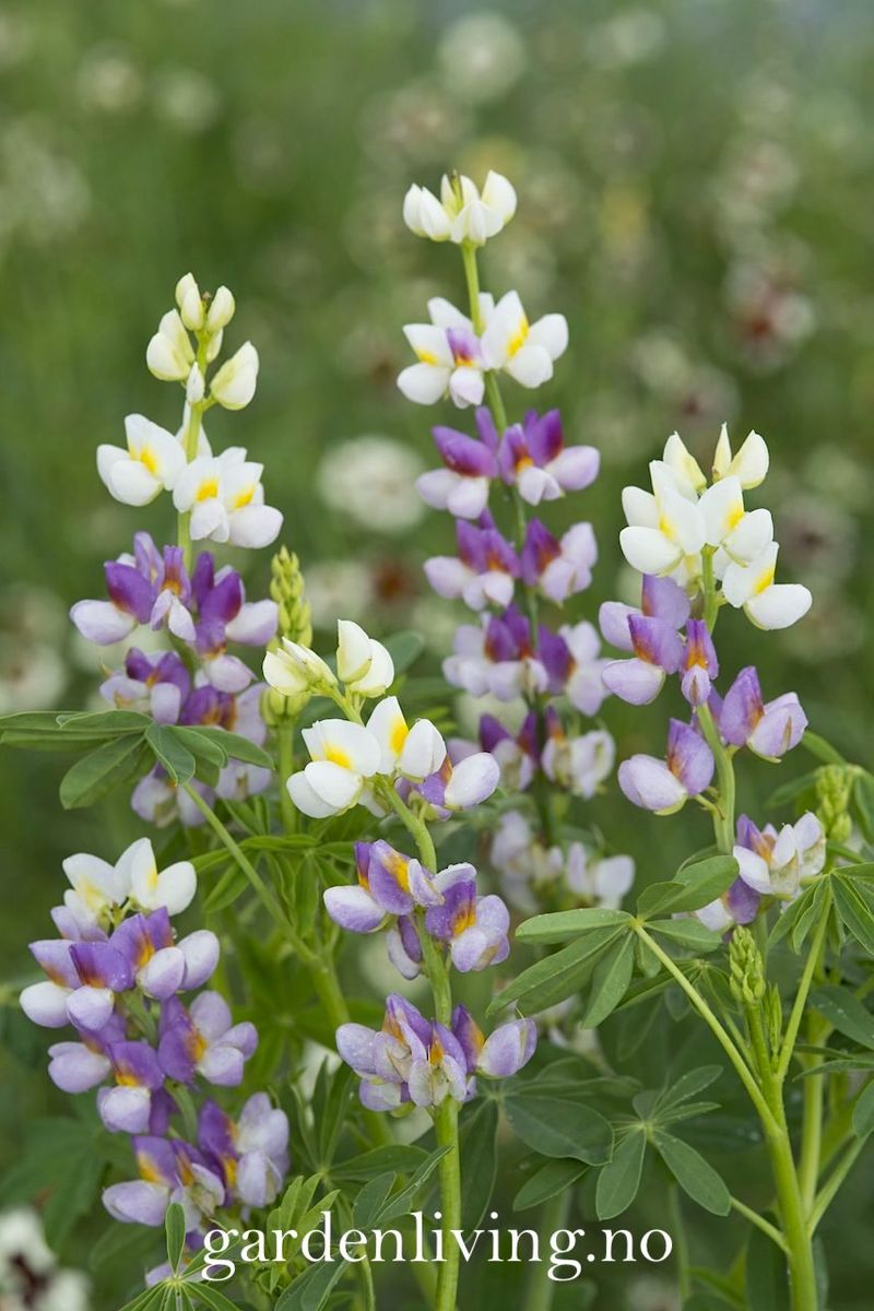 Lupin 'Lilac Javelin' - Lupinus mutabilis var. cruickshankii