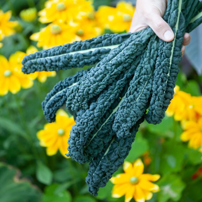 Hovedbilde Grønnkål 'Nero di Toscana’ - Brassica oleracea 