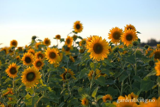 Hovedbilde Solsikke 'Pacino Gold' - Helianthus annuus