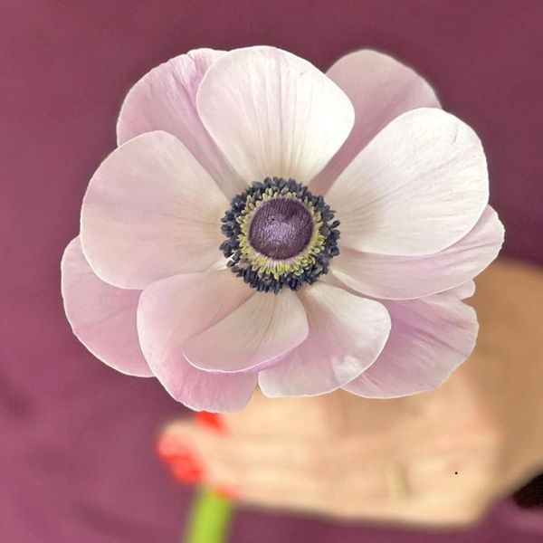 Hovedbilde Kronsymre 'Mistral® Plus Rarity' - Anemone coronaria, 7 stk