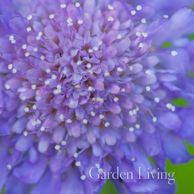 Bakkeknapp 'Butterfly Blue' - Scabiosa columbaria