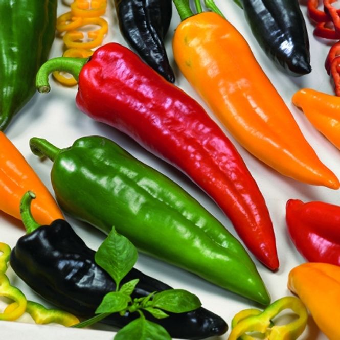 Hovedbilde Paprika 'Tasty Grill Mixed' - Capsicum annuum