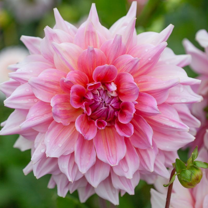 Georgine 'Otto's Thrill' - Dahlia x cultorum, 1 stk.