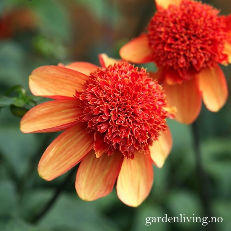 Georgine 'Josie - Dahlia x cultorum, 1 stk.