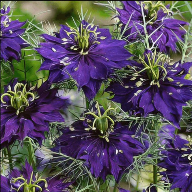 Hovedbilde Damaskussvartfrø 'Miss Jekyll Dark Blue' - Nigella ...