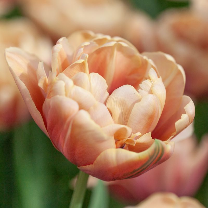 Tulipan 'La Belle Epoque' - 5 stk