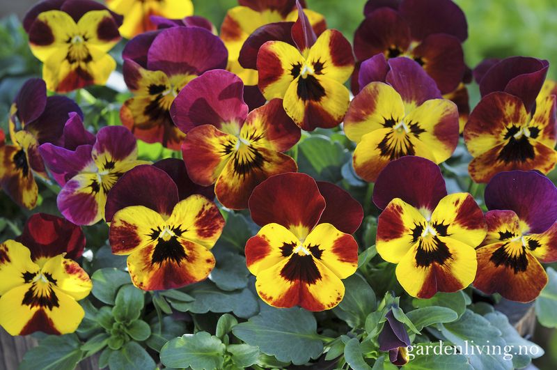 Stemorsblomst 'Sorbet Fire', småbl.  - Viola x williamsii