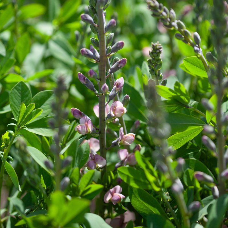 Fargeskolm 'Pink Truffles' - Baptisia
