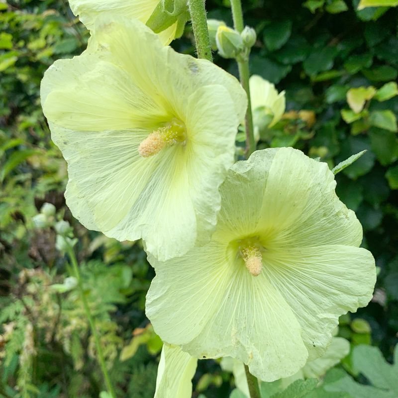 Russisk stokkrose - Alcea rugosa 
