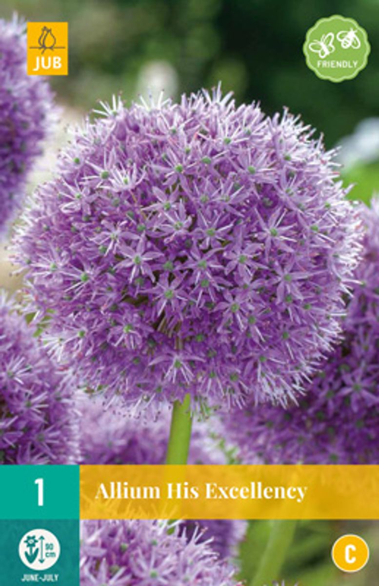 Prydløk 'His Excellency' - Allium - 1 stk