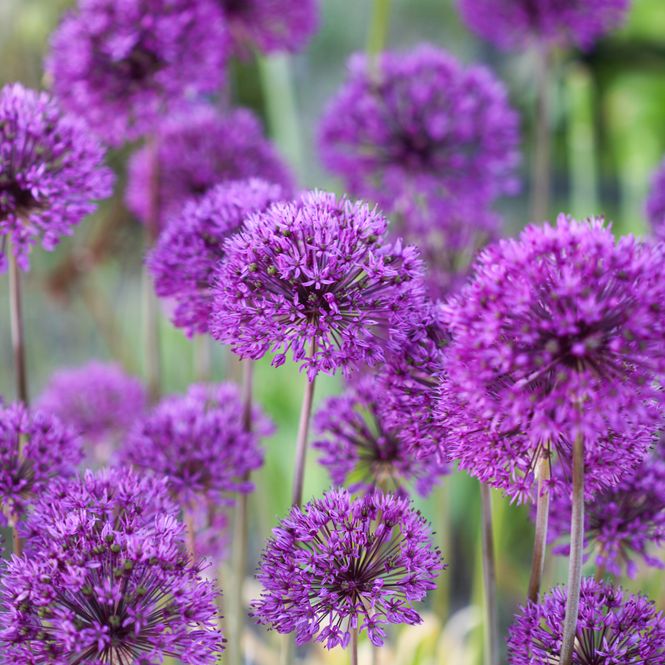 Hovedbilde Kirgisløk 'Purple Sensation' - Allium aflatunense’ - ...