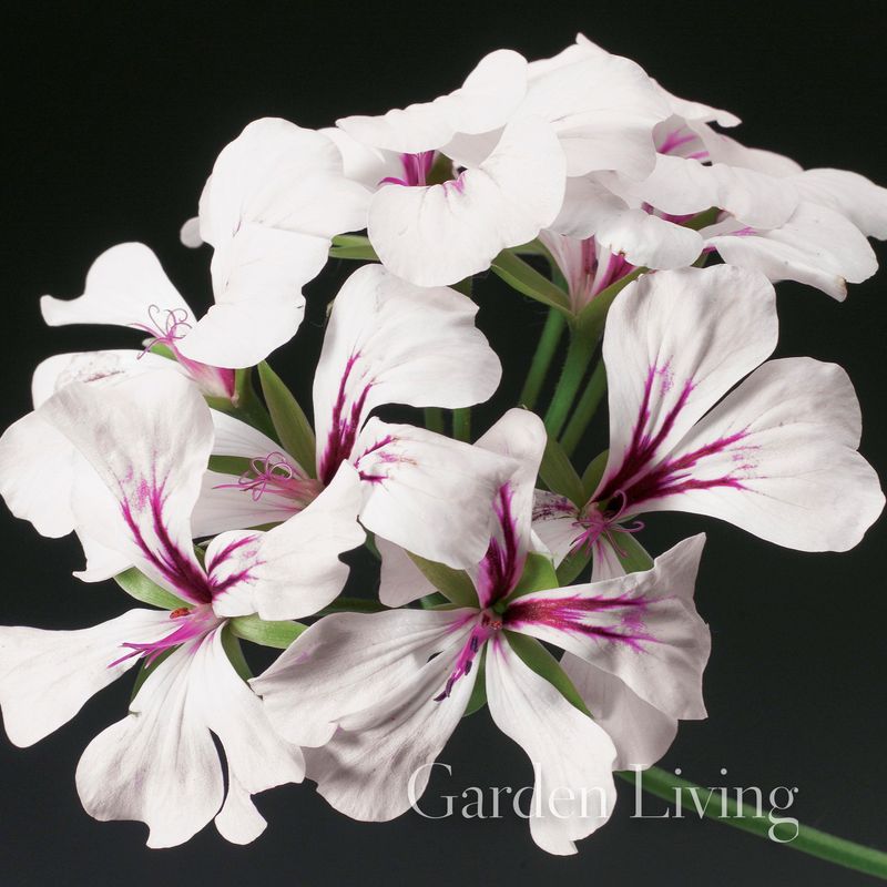 Pelargonium 'Tornado™ White Felix' F1, Henge-
