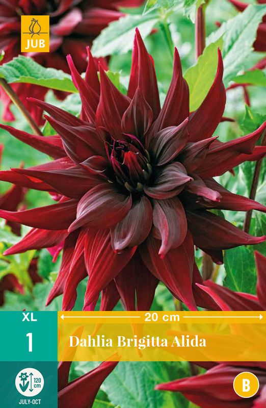 Georgine 'Brigitta Alida' - Dahlia x cultorum, 1 stk.
