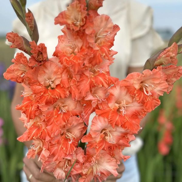 Hovedbilde Gladiol 'Coral Crush' - Gladiolus, 10 stk.